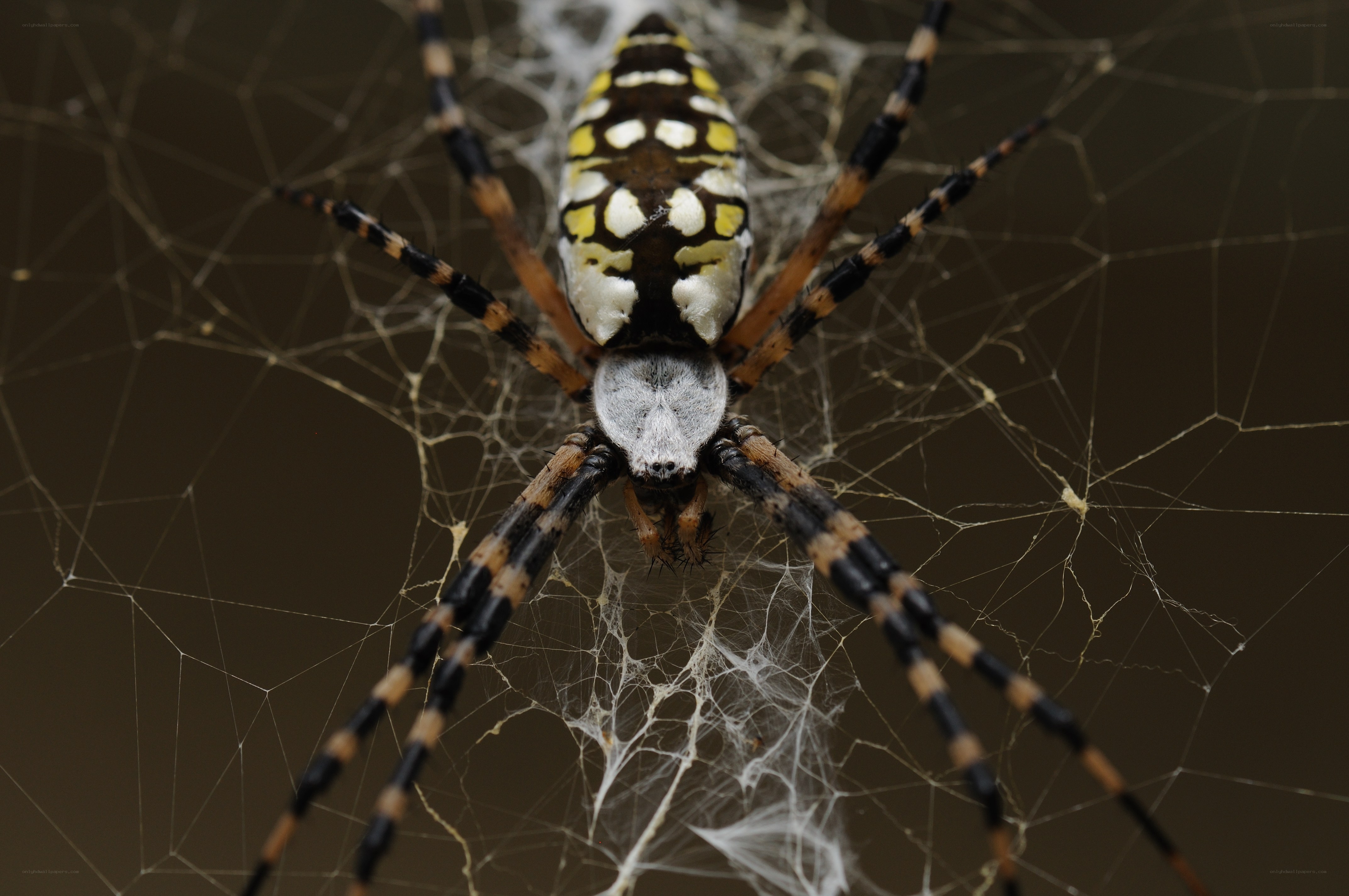 Spider on its web