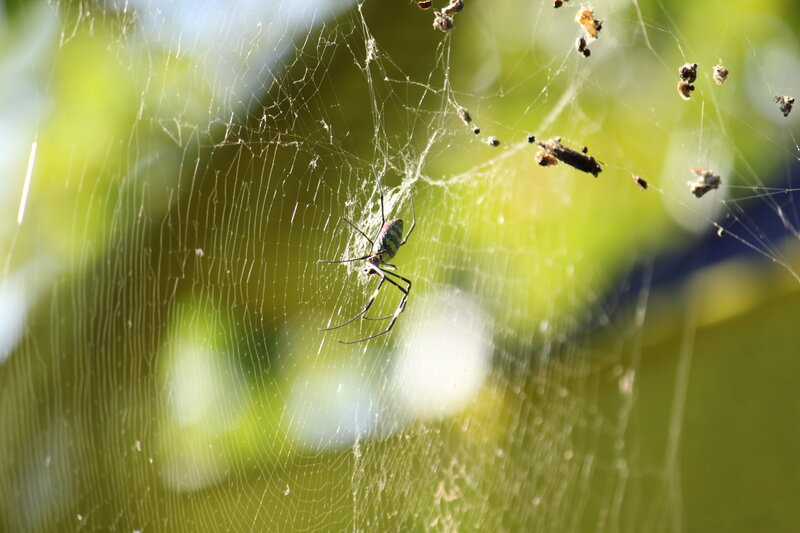 spider on its web