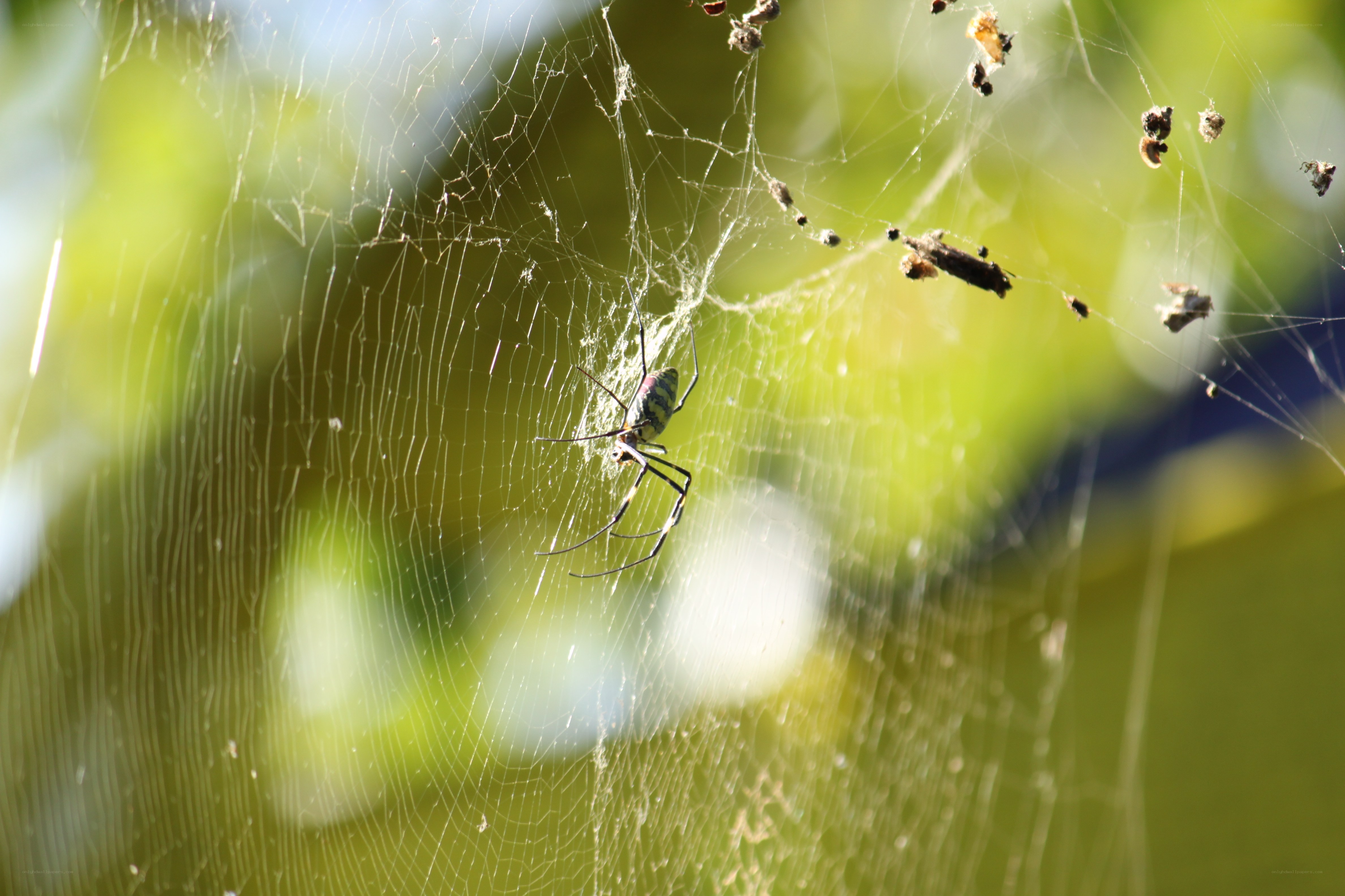 spider on its web