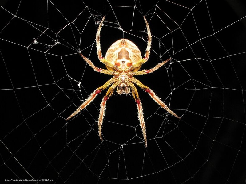 Spider on its web