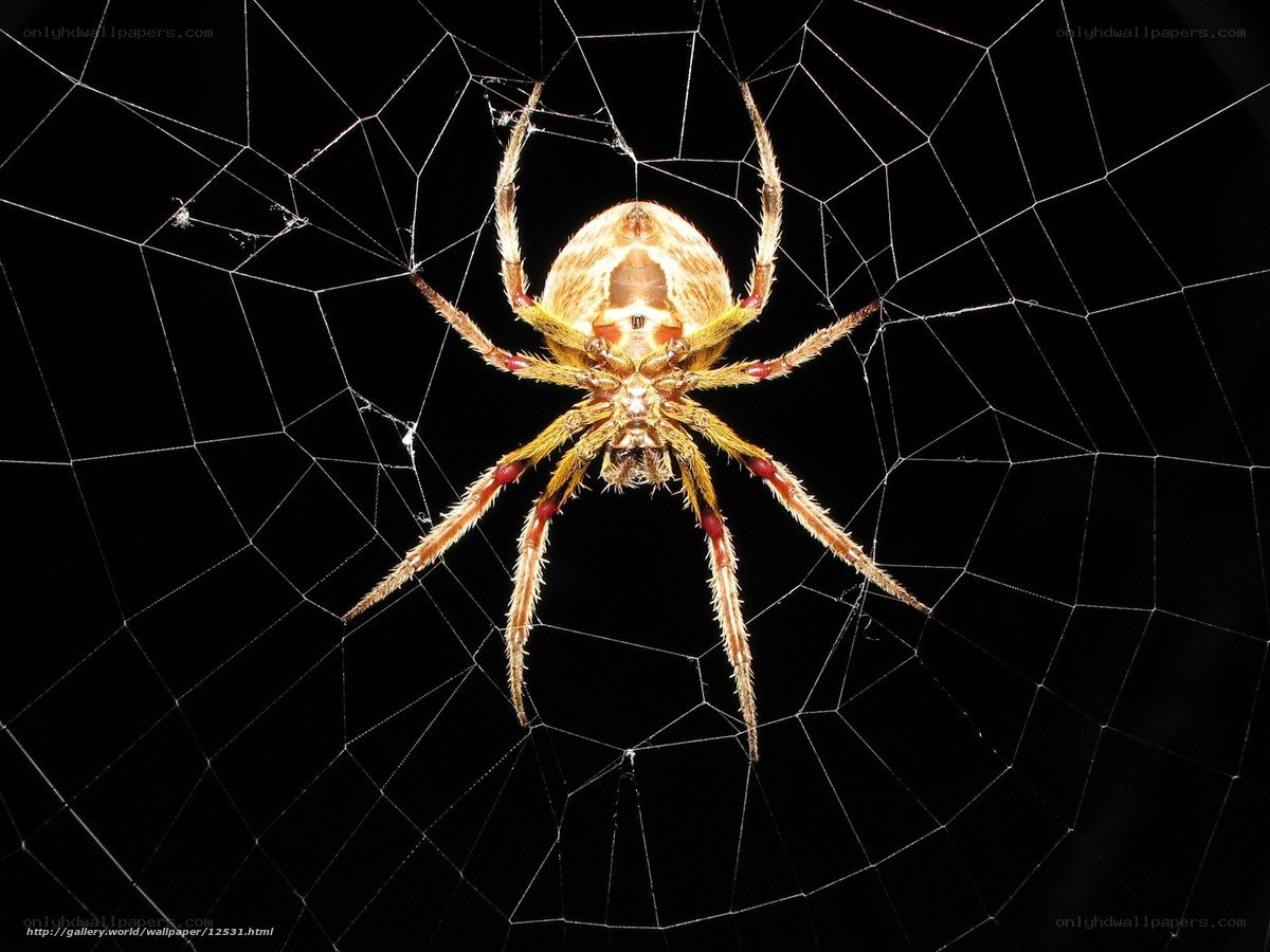 Spider on its web