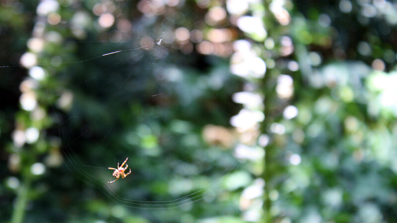 Spider on its web