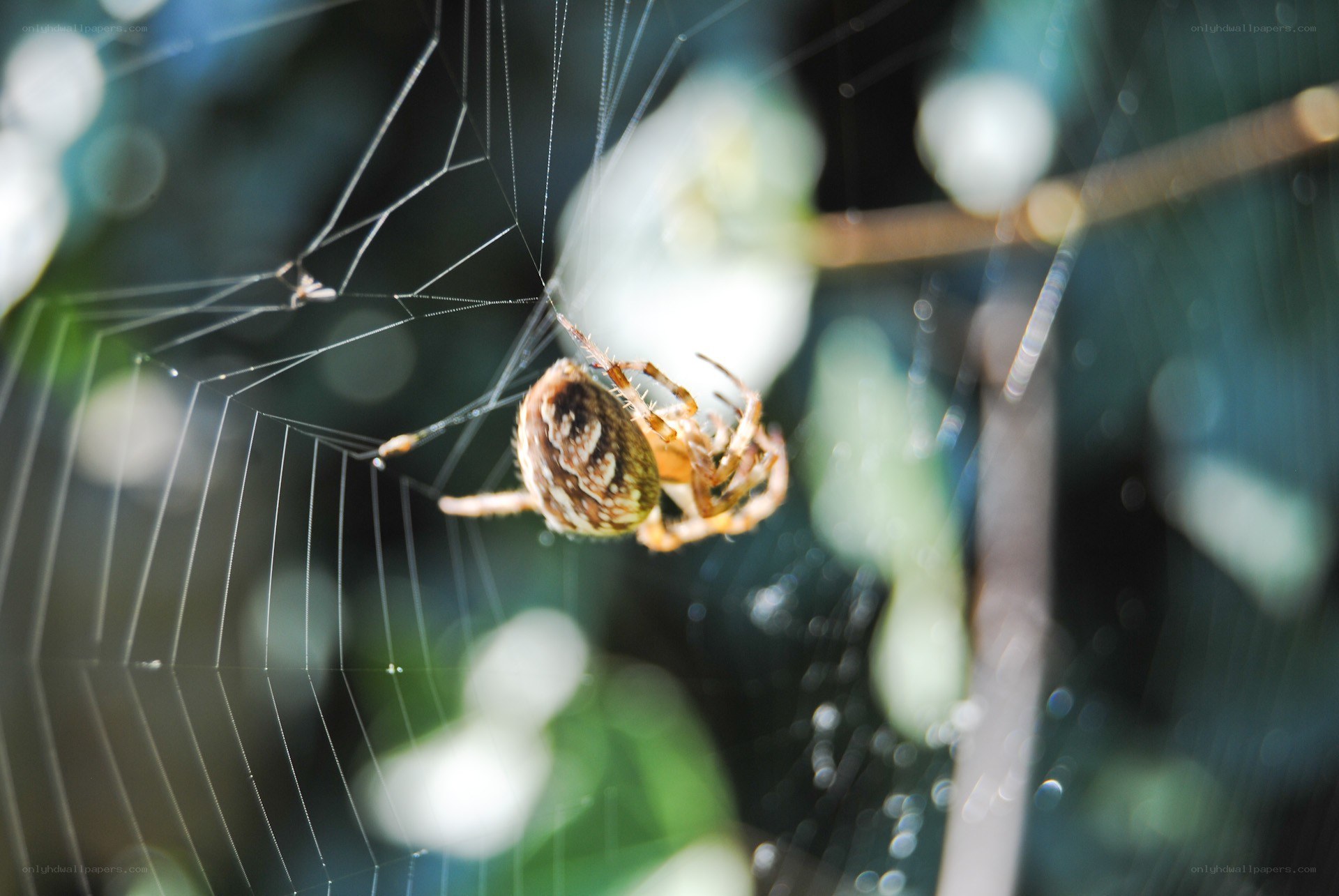 Spider on its web
