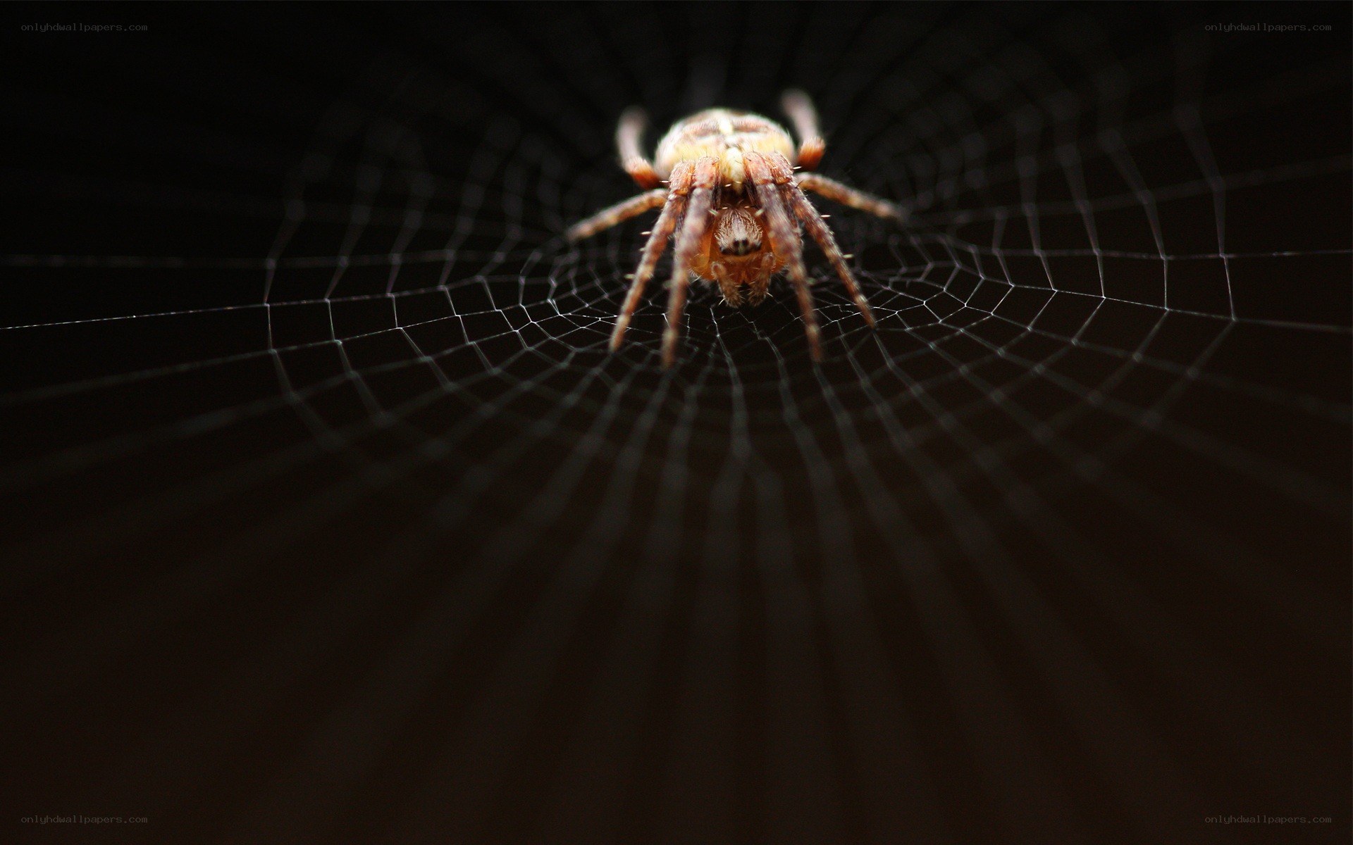 spider on its web