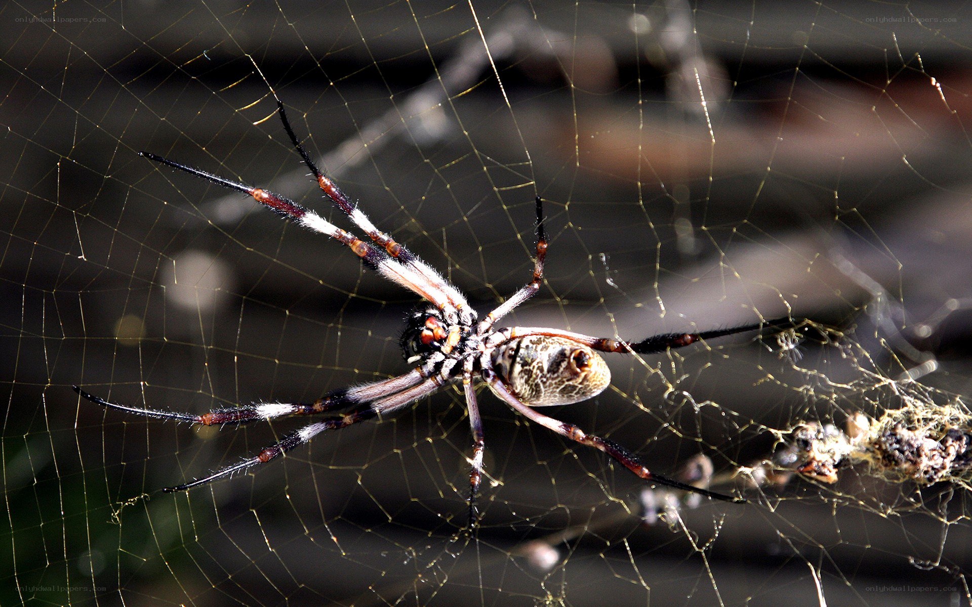 spider on its web
