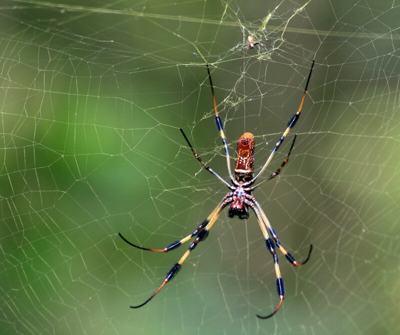 Spider on its web