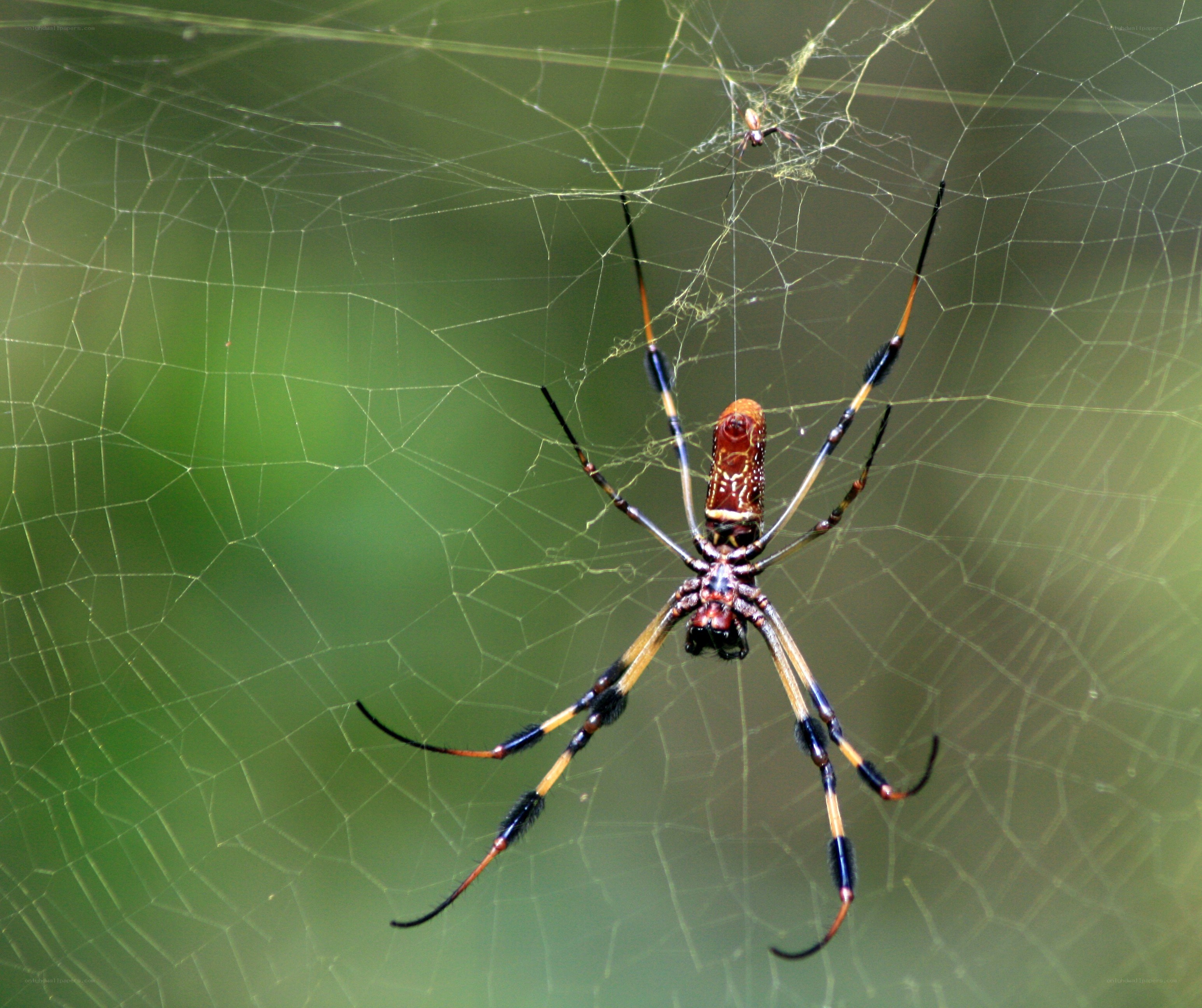 Spider on its web