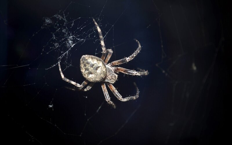 spider on its web
