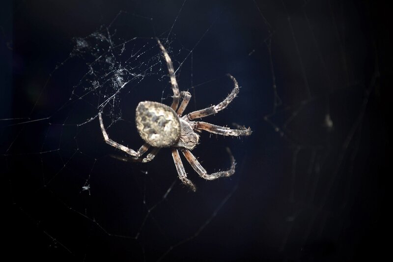 spider on its web