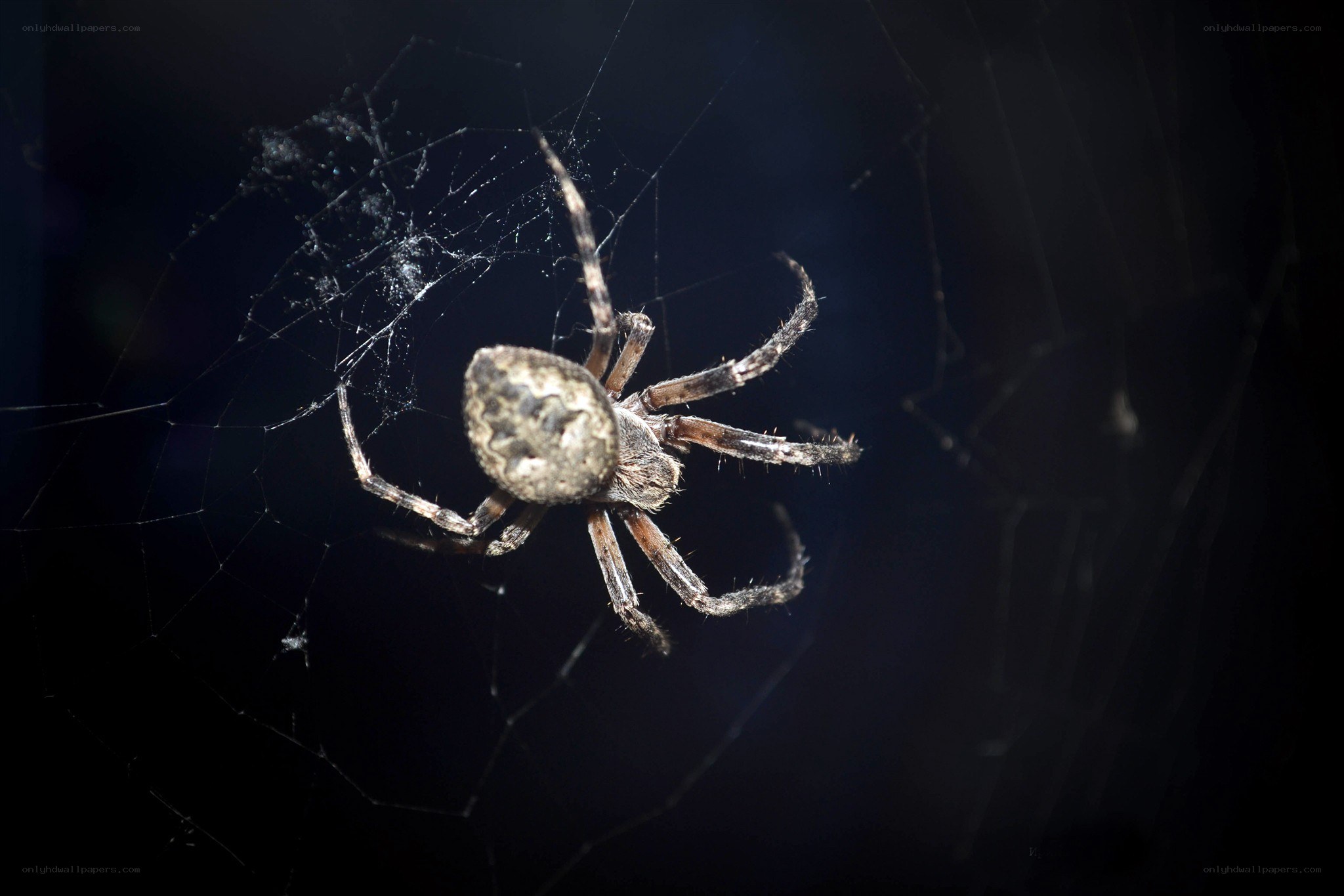spider on its web
