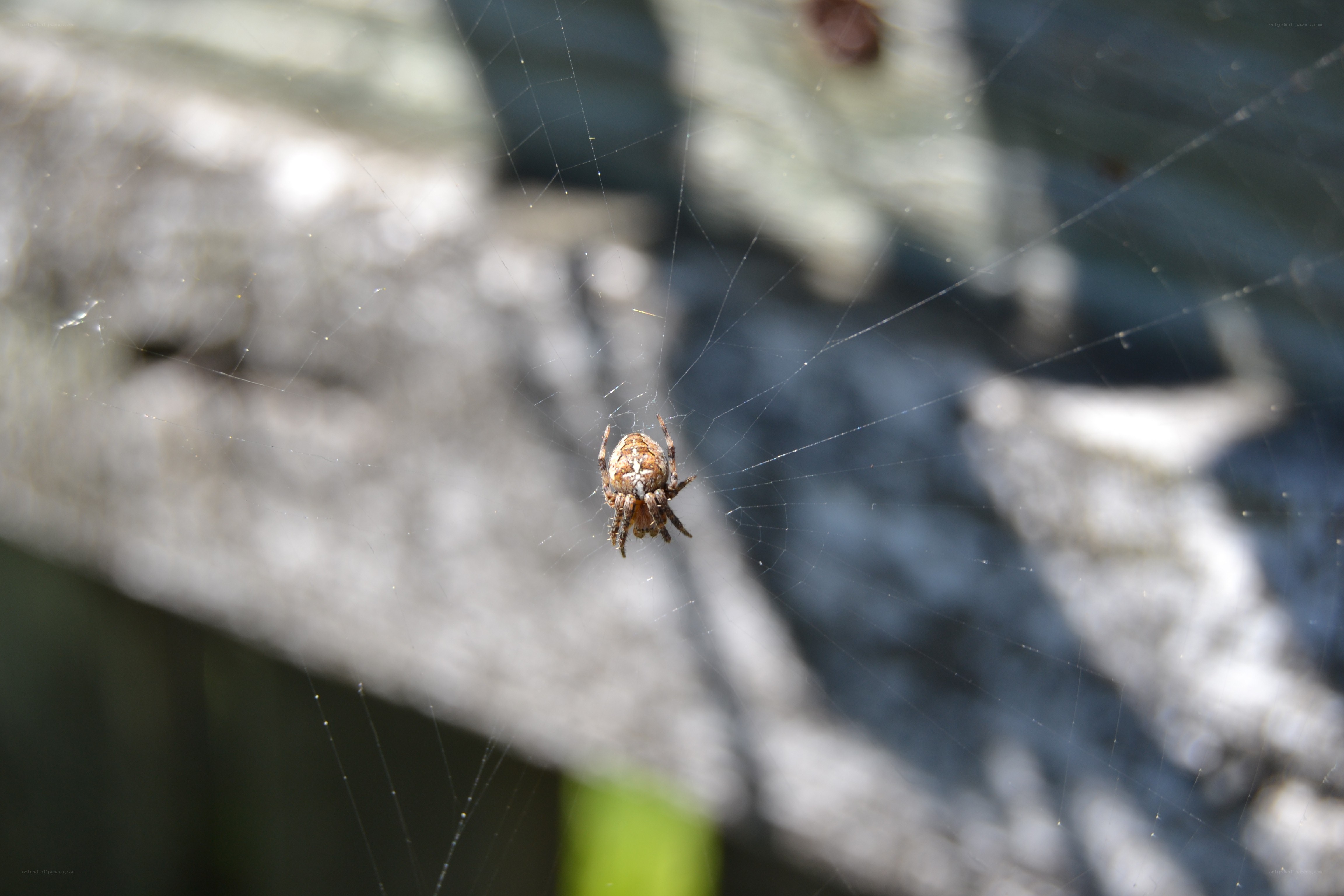 spider on its web