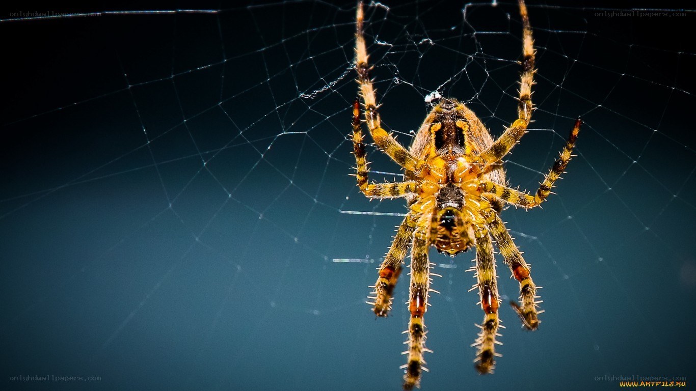 spider on its web