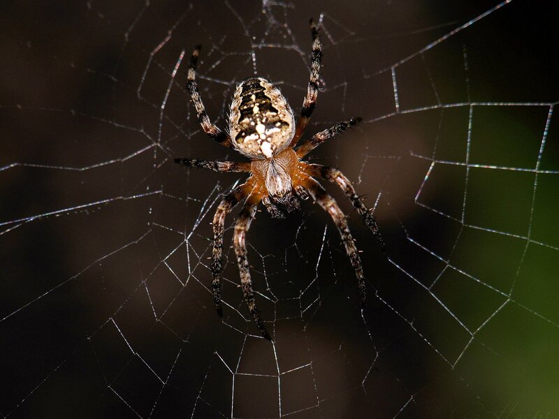 spider on its web