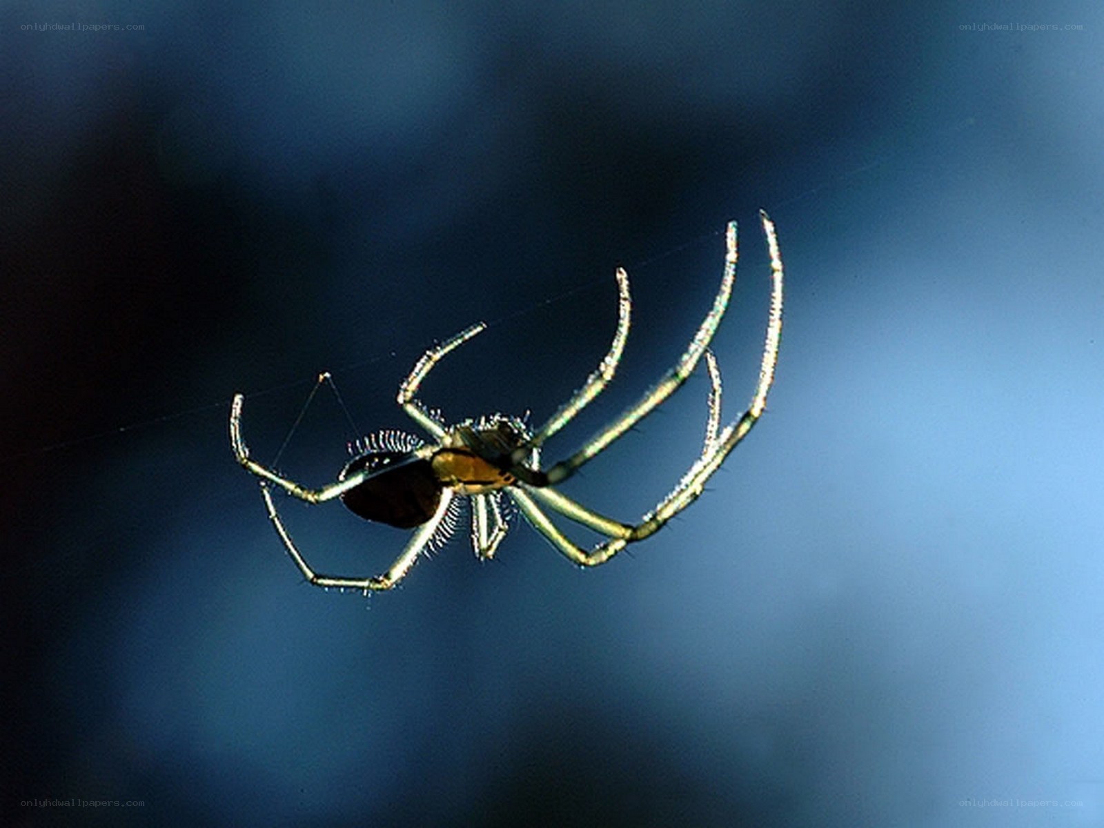 Spider on its web