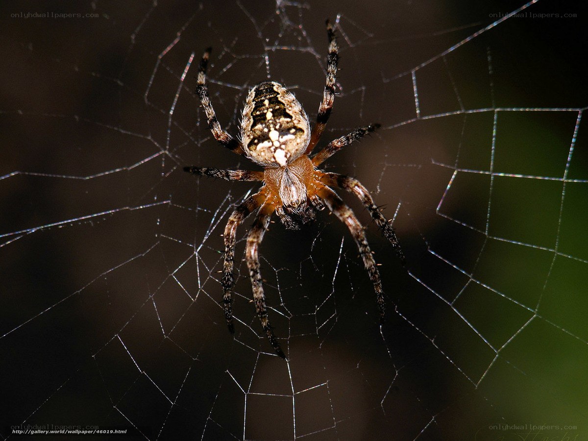 Spider on its web