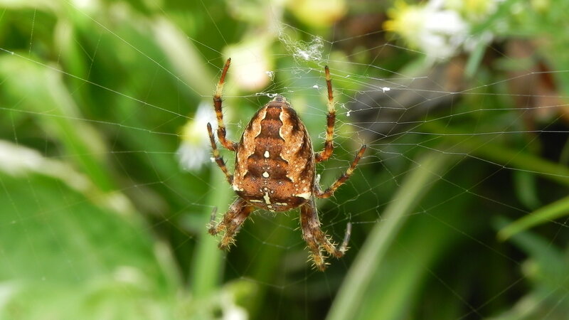 spider on its web