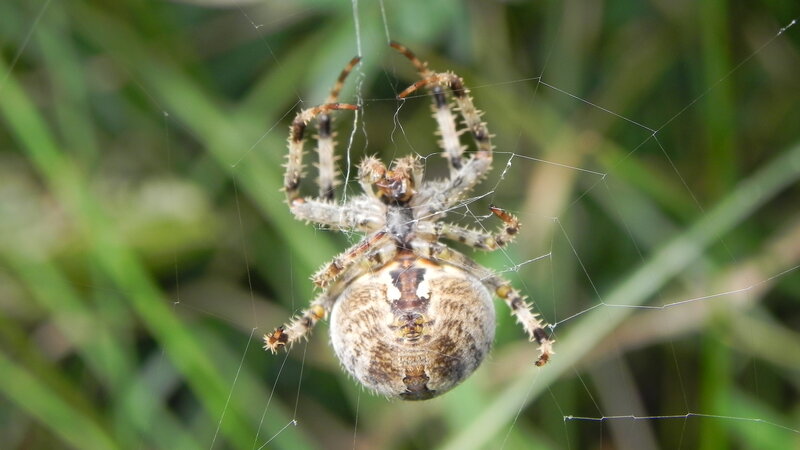 spider on its web
