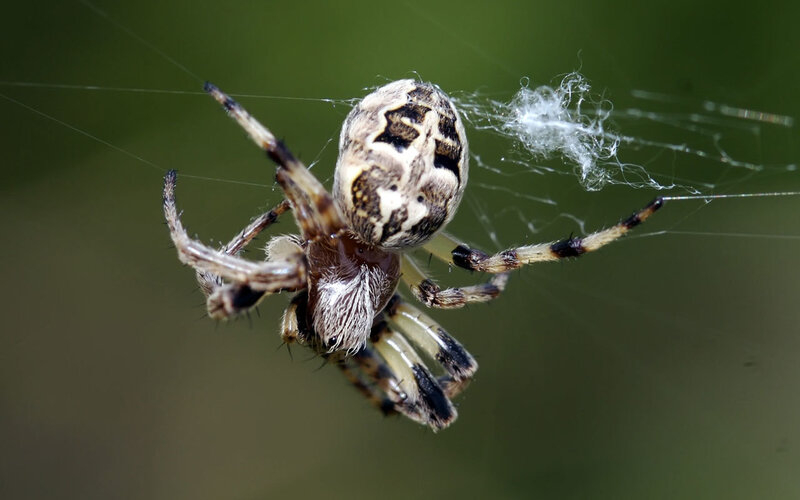 spider on its web