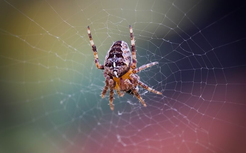 spider on its web