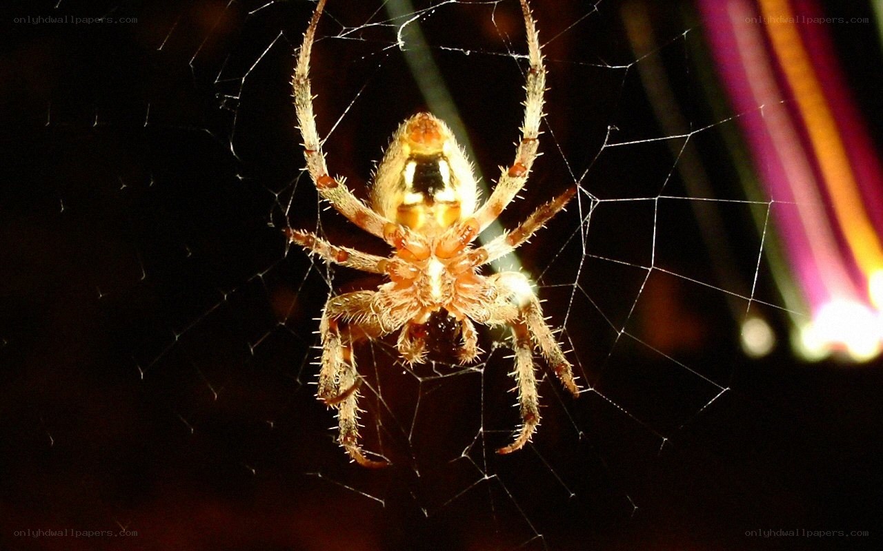 spider on its web at night