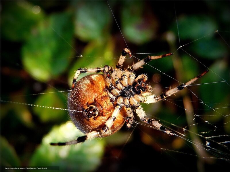 spider on its web
