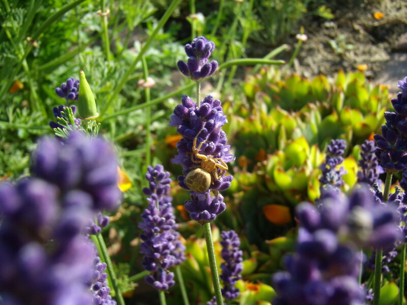 Spider on lavender flower