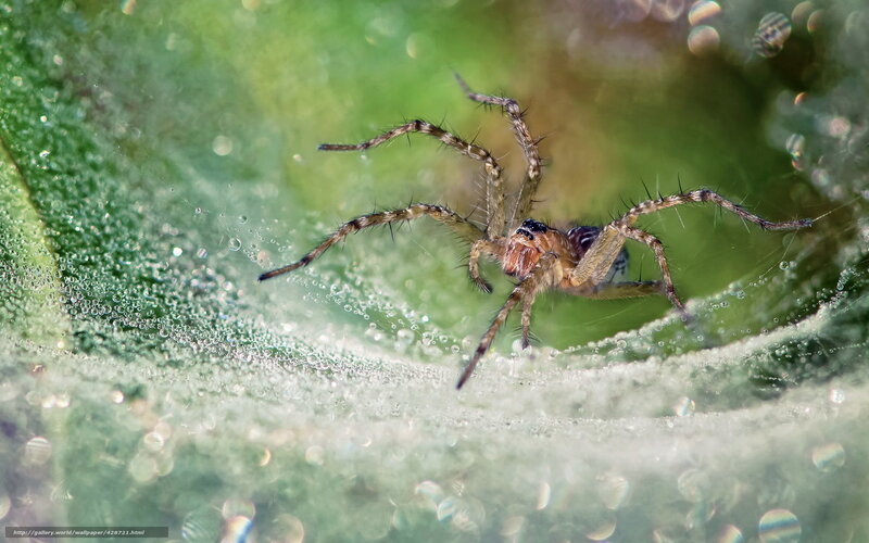 Spider on Leaf — Green