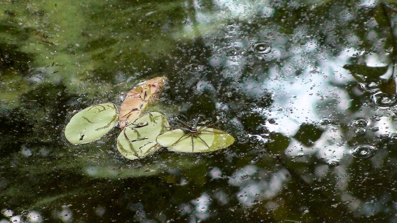 Spider on Lily Pads
