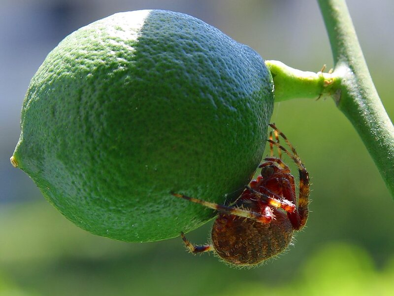 Spider on Lime Fruit
