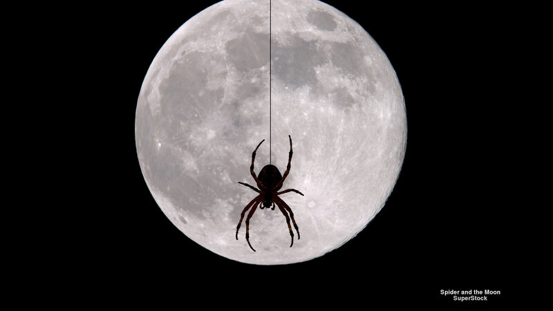 Spider on Moon