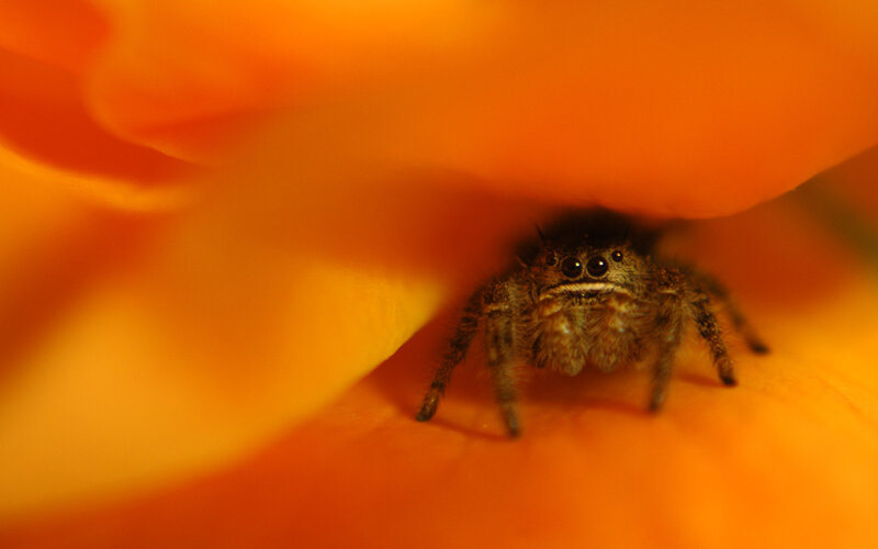 spider on orange flower