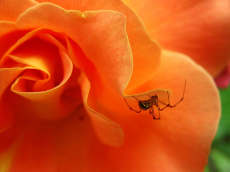 Spider on Orange Rose
