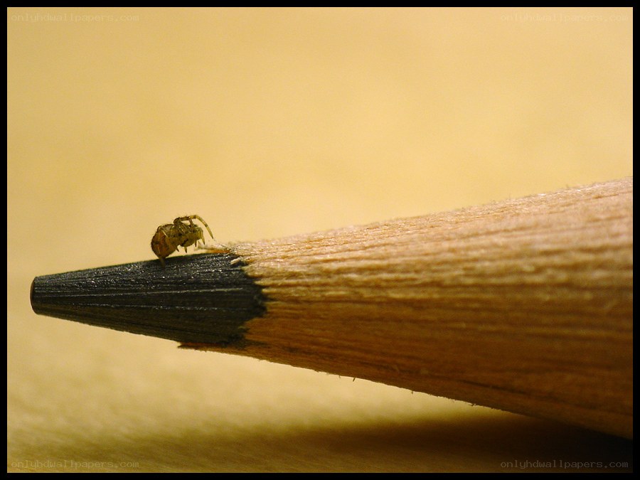 Spider on pencil tip