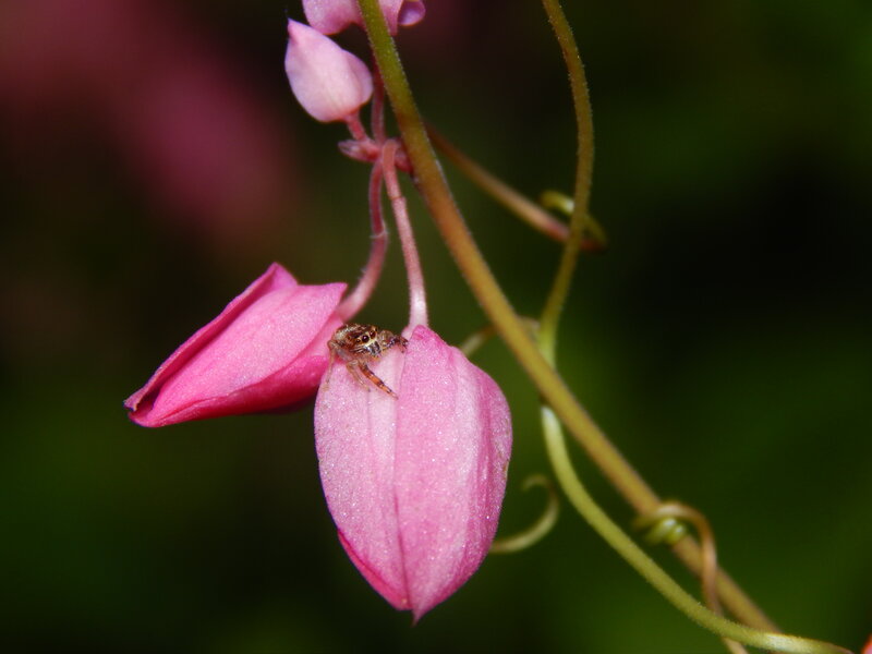 Spider on Pink Flower — Calm