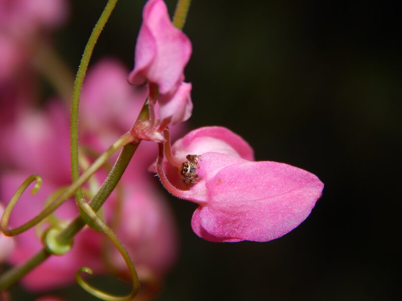 Spider on Pink Flower