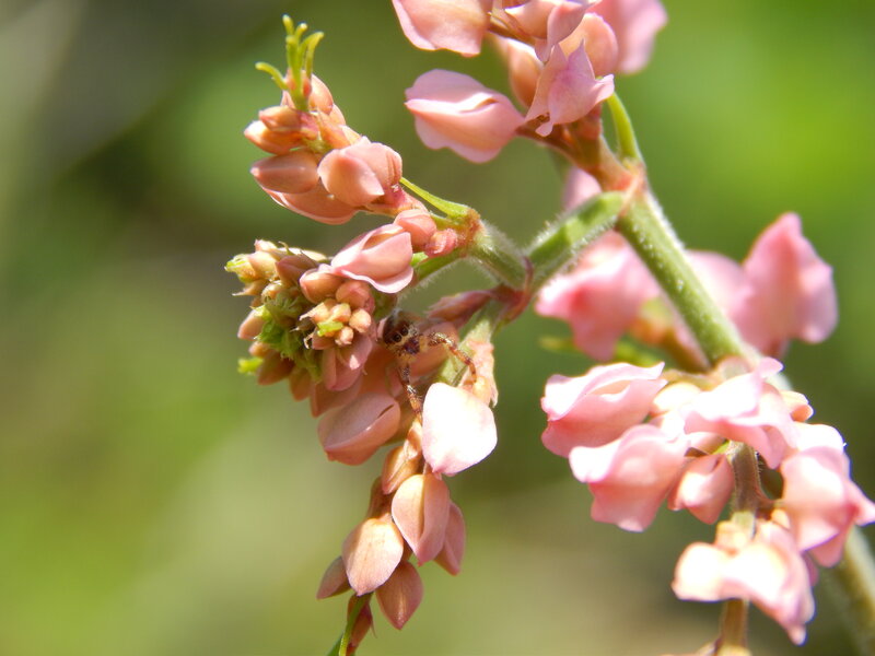 Spider on Pink Flowers