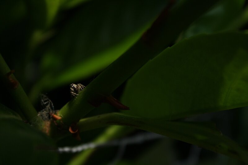 Spider on Plant Stem — Green
