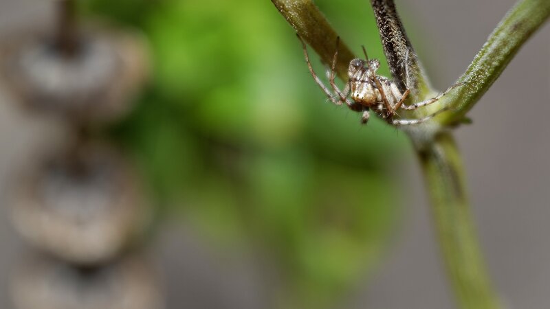 Spider on Plant Stem