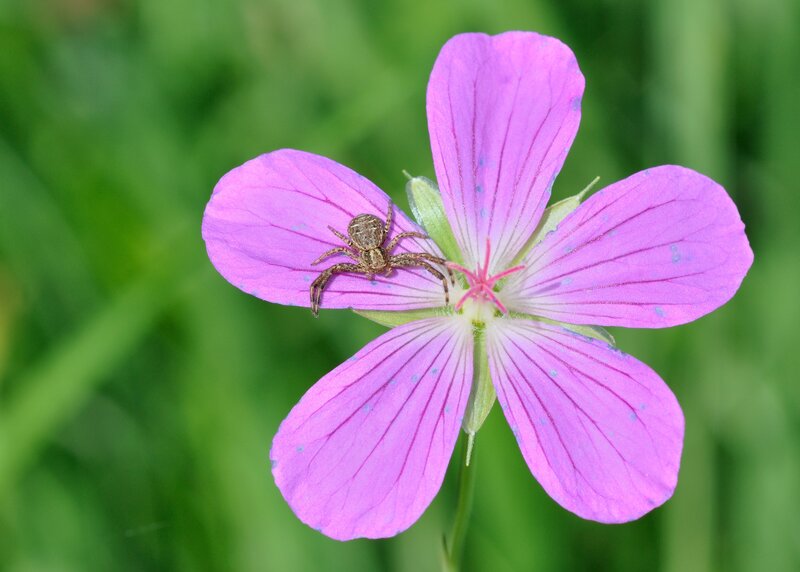 Spider on Purple Flower