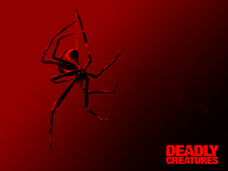 Spider on Red Background
