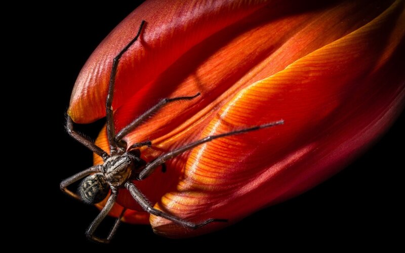Spider on Red Petal