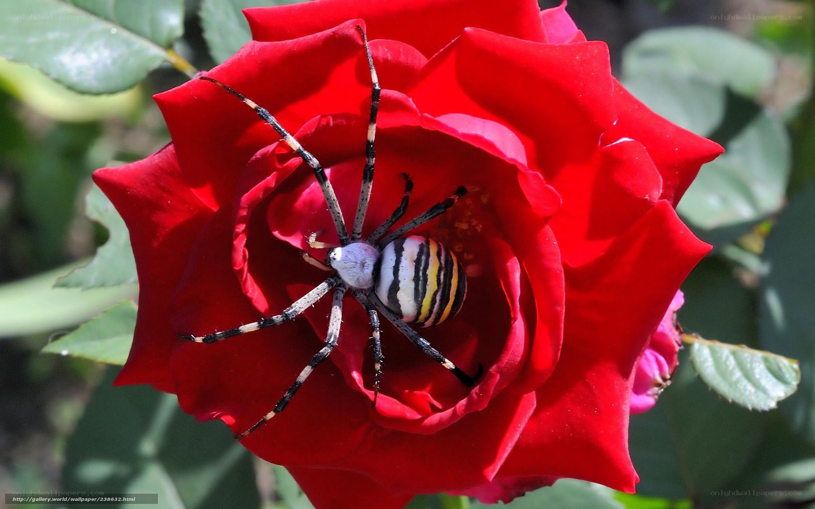 spider on red rose