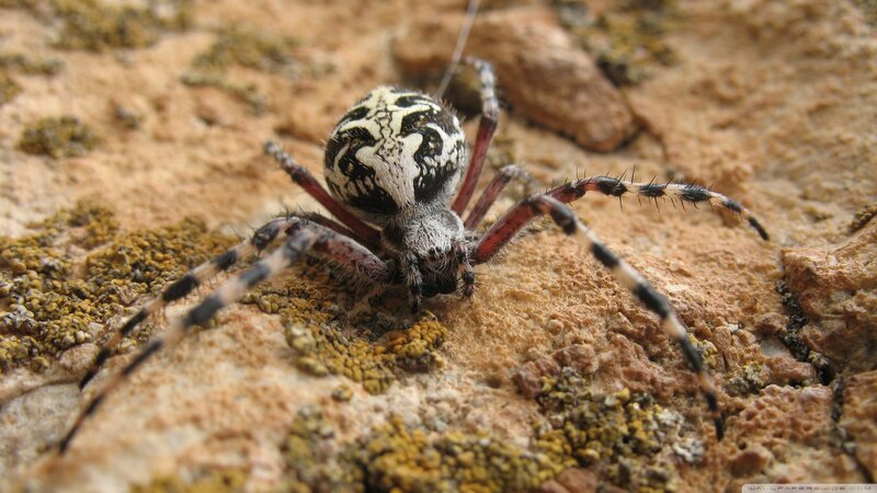 Spider on Rocky Surface