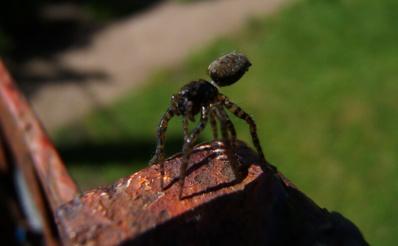 spider on rusty metal