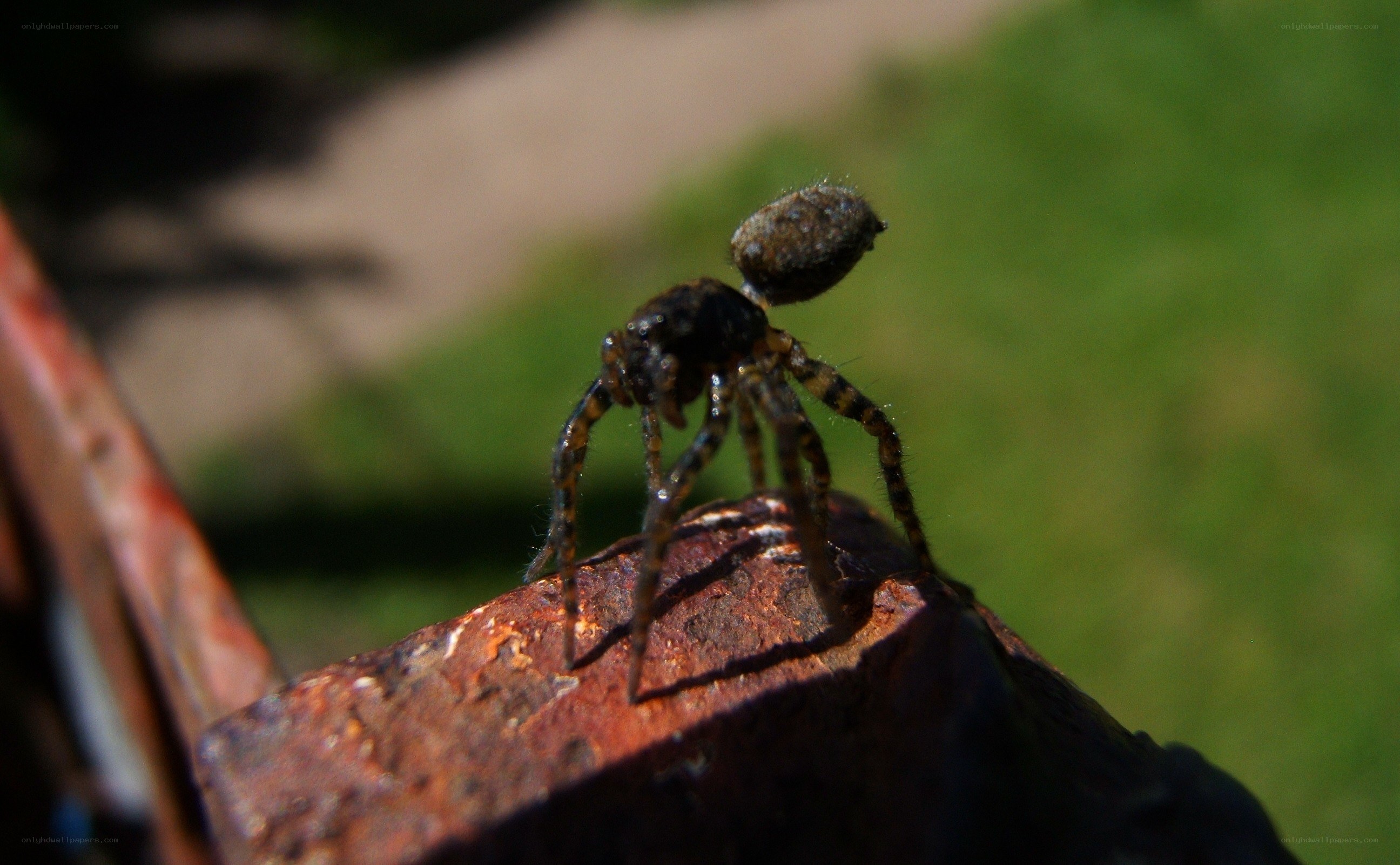 spider on rusty metal