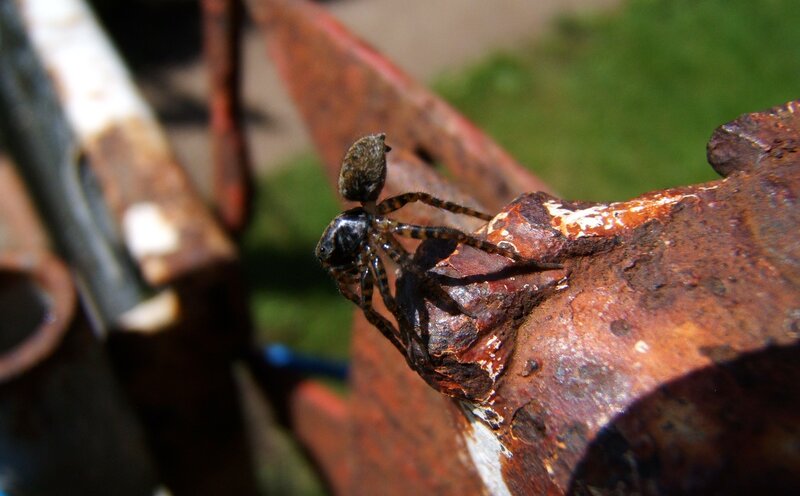 Spider on Rusty Metal — Brown, Natural