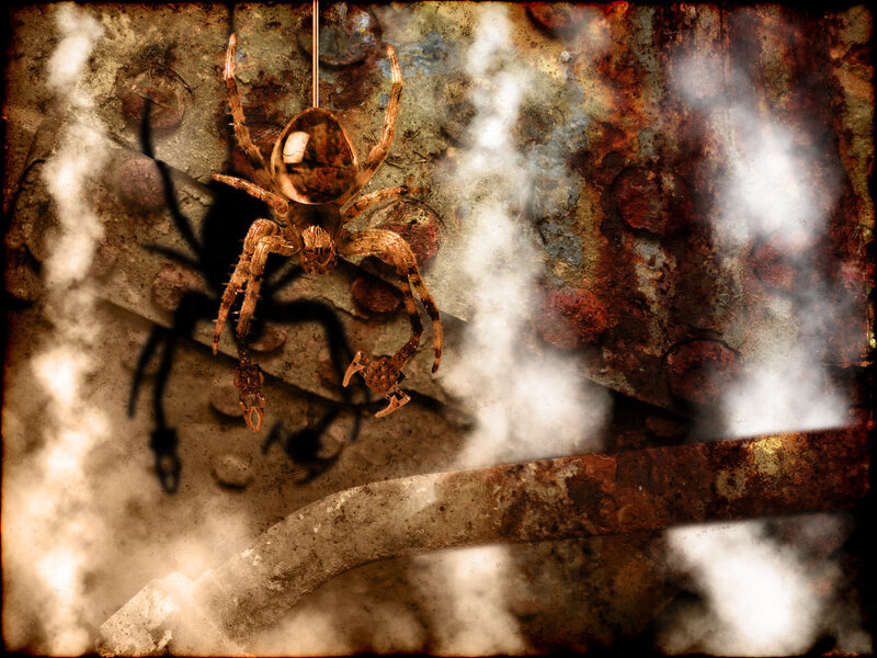 spider on rusty metal