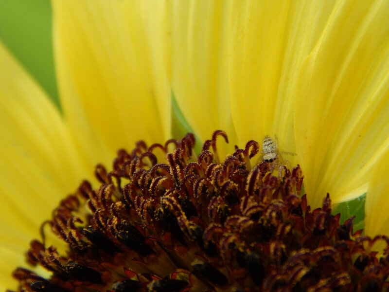 Spider on Sunflower