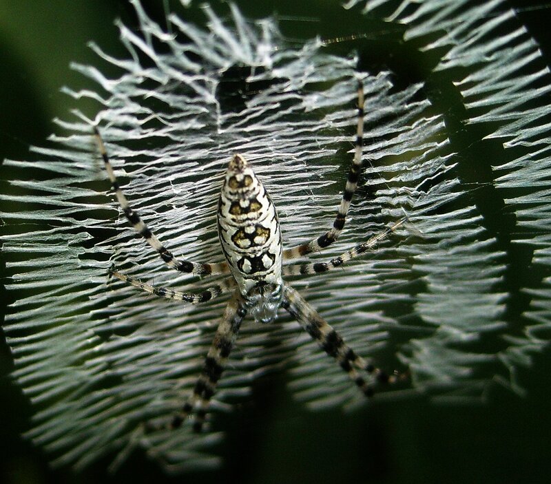 spider on web