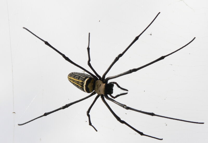 spider on web